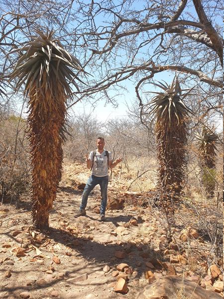 Ale vicino agli alberi di aloe