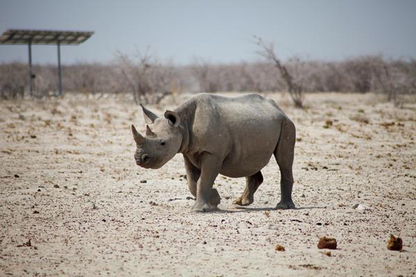 Etosha Park Rinoceronte