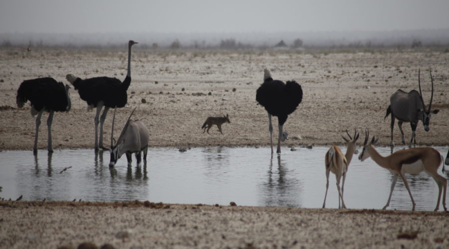 Etosha Park