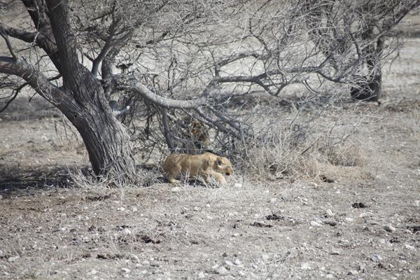 Etosha Park Cucciolo di leone